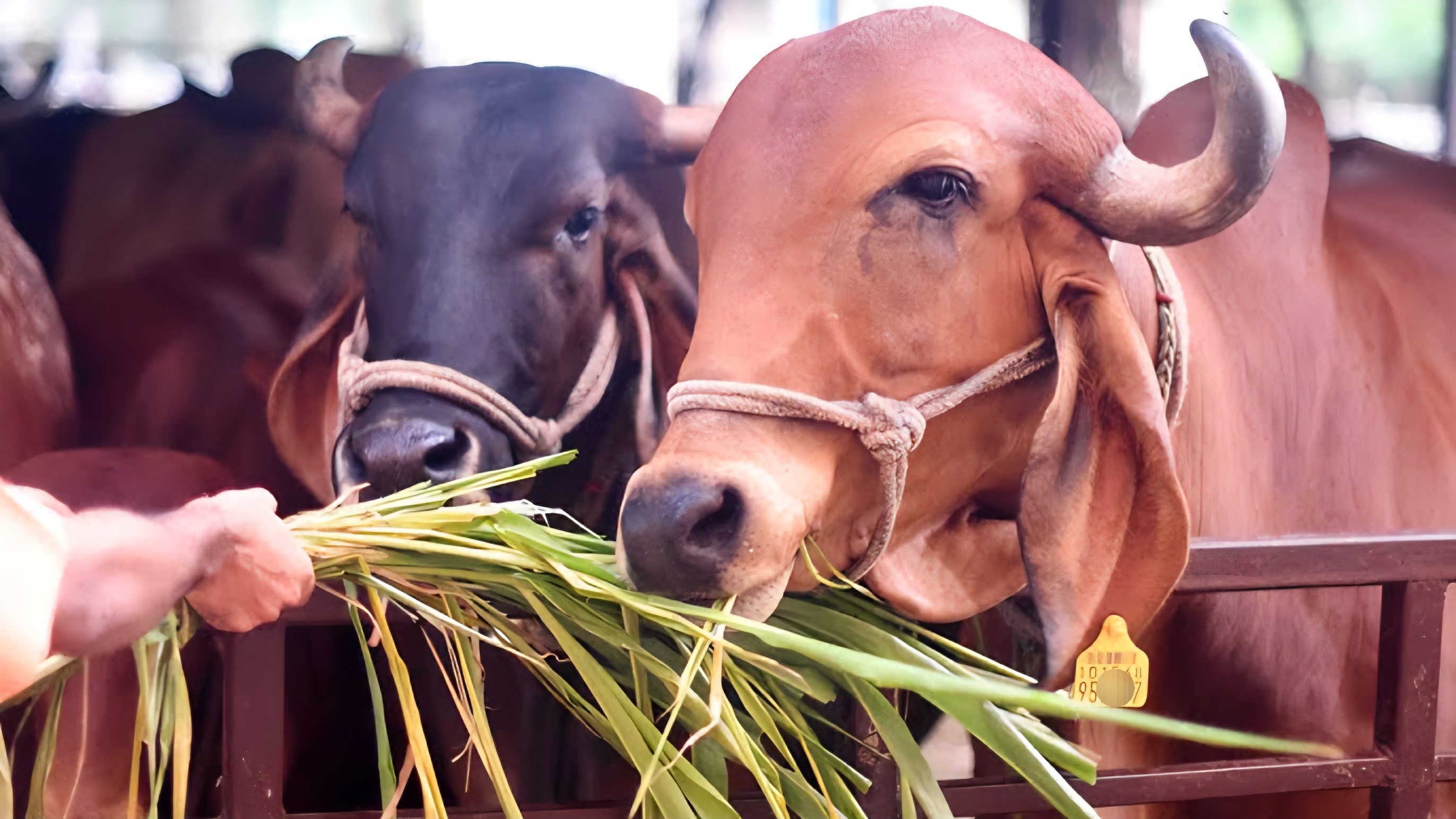 Shree Kamdhenu Gaushala
